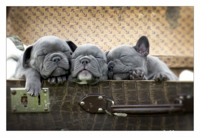 French Bulldog BLUE Blue