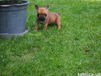 Buldog Francuski