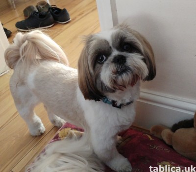 Shih tzu
