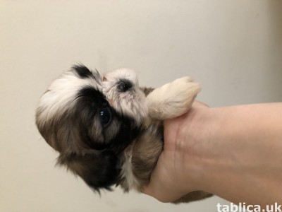 Shih tzu