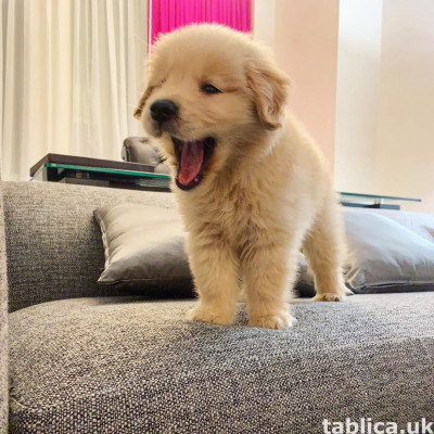 Zarejestrowane szczeniaki Golden Retriever