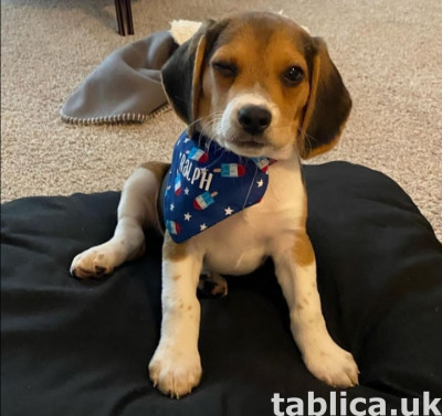 Tri Colored Beagles Szczenięta teraz