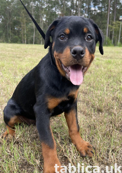 Dostępne są ładne i zdrowe szczenięta Rottweiler