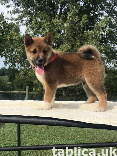 Super uroczy szczeniaki Shiba Inu