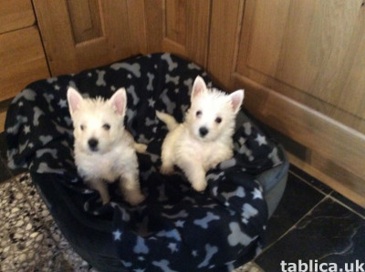 Zachwycające dzieci rasy West Highland White Terrier.