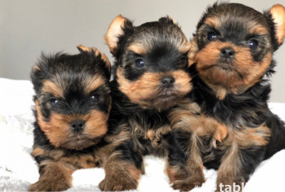 Niesamowite szczenięta yorkshire terrier płci męskiej i żeńs