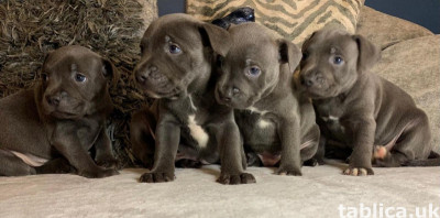 Sprzedam szczenięta rasy blue staffordshire bull terrier.
