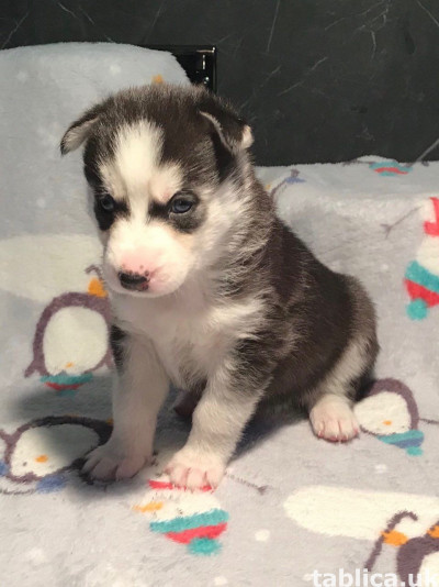 Szczenięta husky syberyjskiego do adopcji.