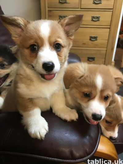 Dostępne piękne szczenięta Pembroke Welsh Corgi.