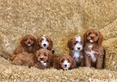 Sprzedam pieski i suczki rasy Cavapoo.