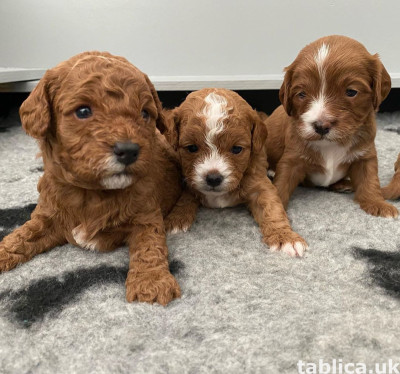 Zrozumieć szczenięta Cavapoo ..