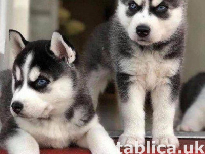 Top Quality Siberian husky puppies available