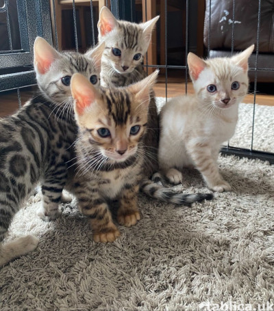 Beautiful Bengal kittens
