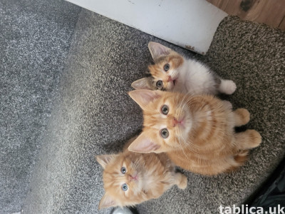 3 kotki na sprzedaz
