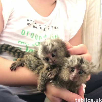 Lovely Finger Capuchin & Marmoset Monkeys for sale