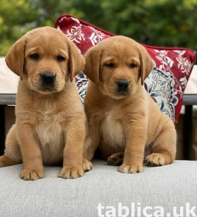 labrador retrievers puppies available.