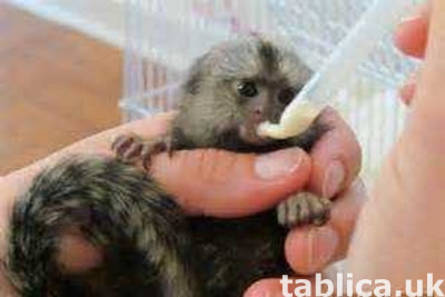 Pygmy Marmosets for Sale