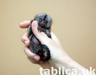 Hand Raised Pygmy Marmoset Monkey for Sale