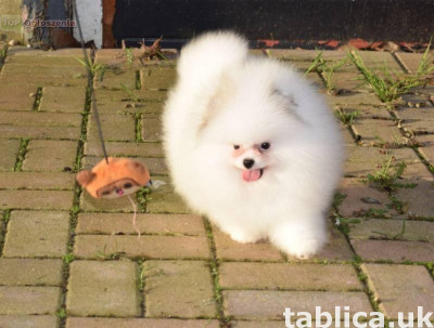 Czystorasowe szczenięta pomeraniana