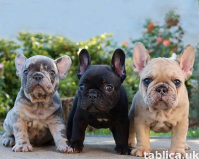 Super szczenięta buldoga francuskiego na sprzedaż