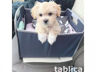 Słodkie szczenięta rasy maltipoo, hodowane w domu