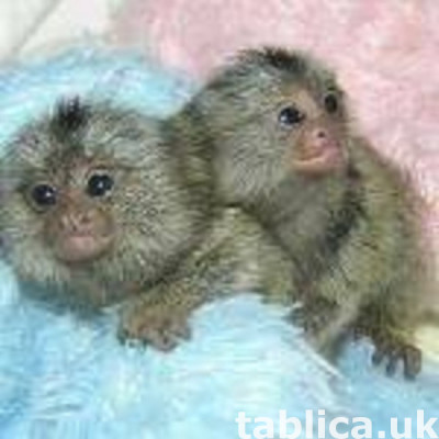 Tame Marmoset Monkeys whatsapp us at +447832000570 