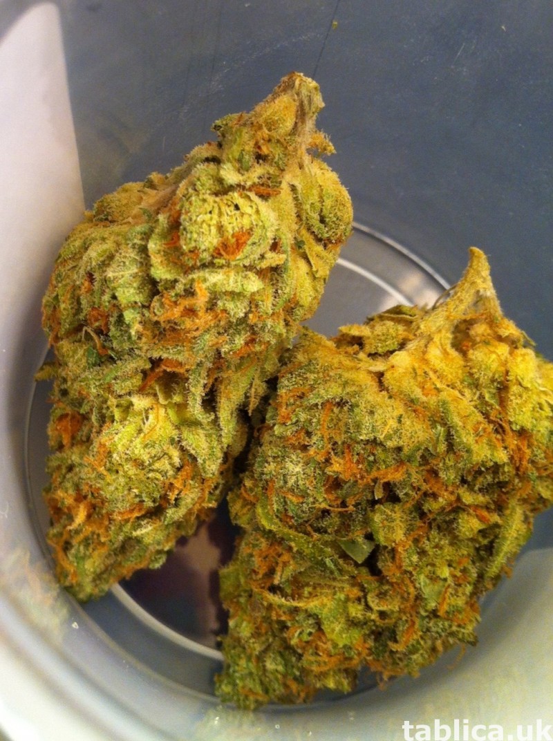 OG Kush X Durban X GDP 0