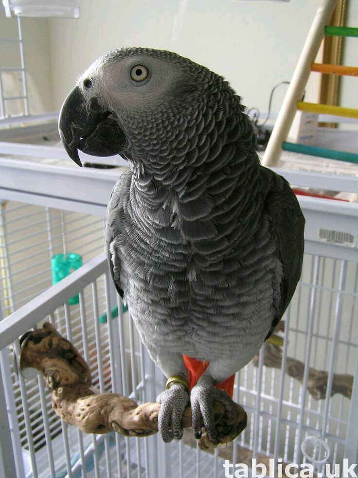 Africa Grey Parrot 0