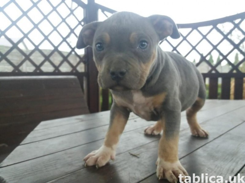 Szczeniaki American Bully ABKC 0