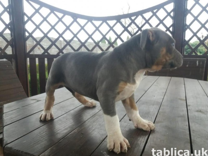 Szczeniaki American Bully ABKC 1