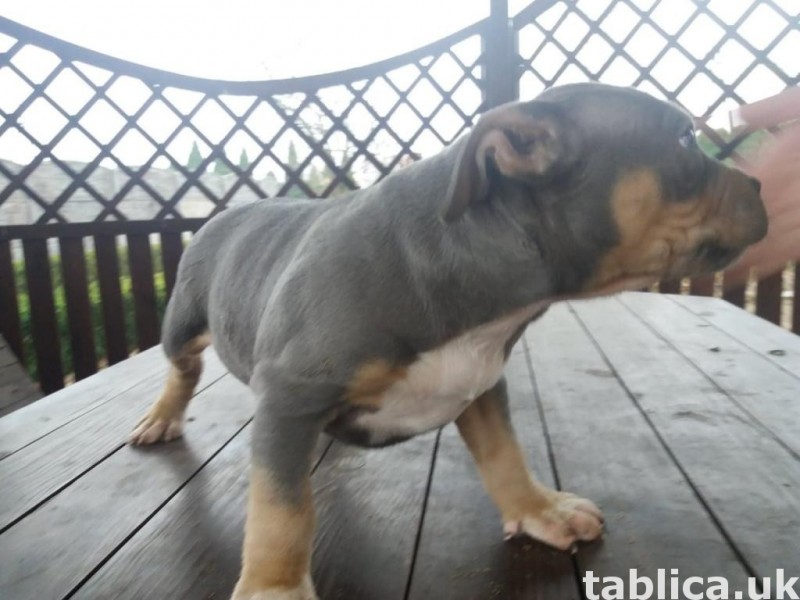 Szczeniaki American Bully ABKC 2