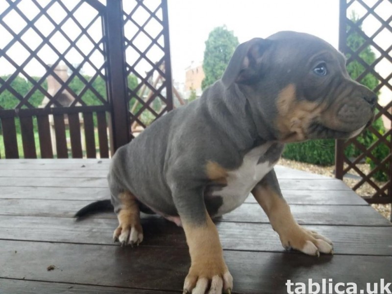 Szczeniaki American Bully ABKC 3