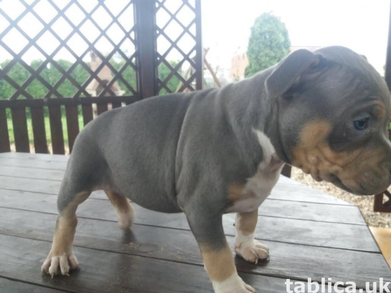 Szczeniaki American Bully ABKC 4