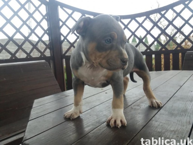 Szczeniaki American Bully ABKC 5