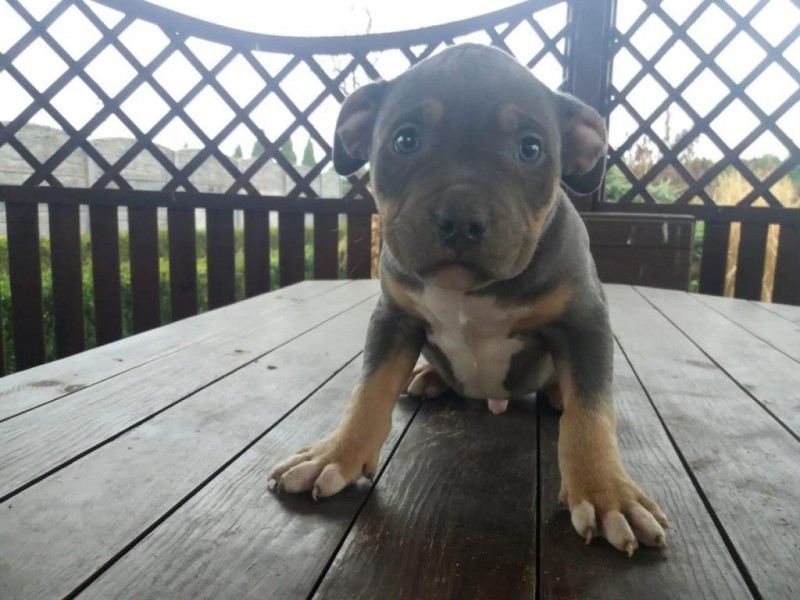 Szczeniaki American Bully ABKC 7
