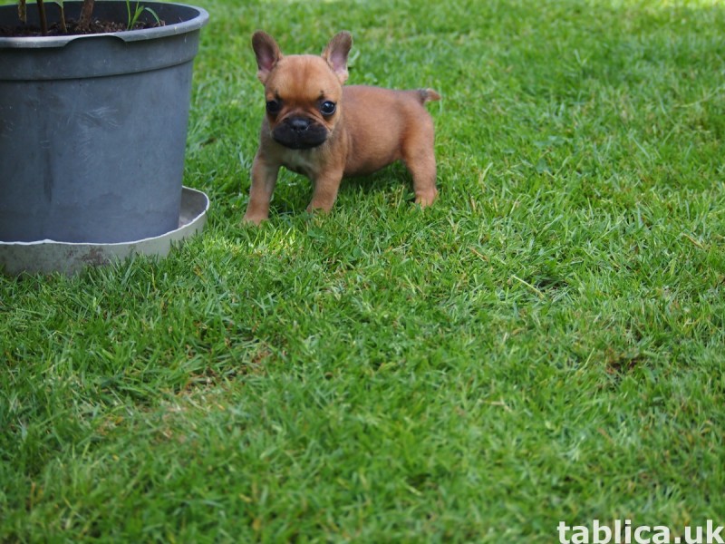 Buldog Francuski 0