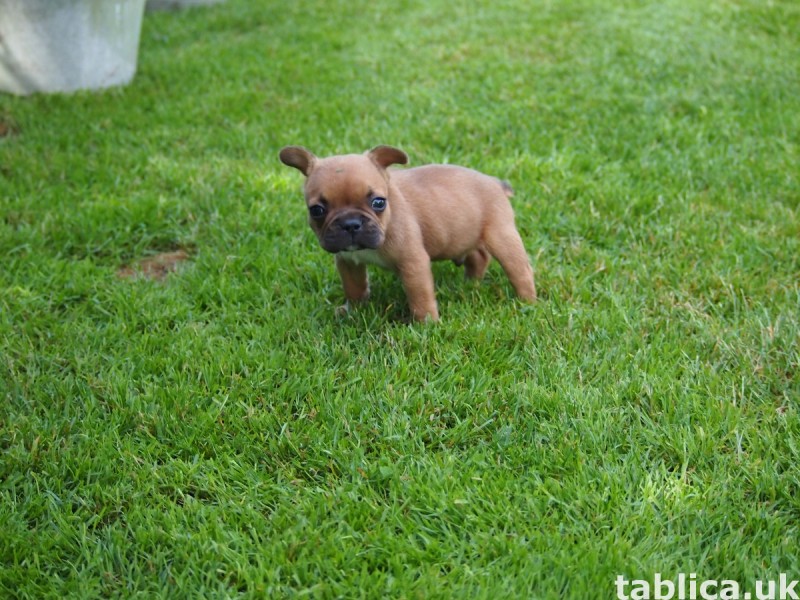 Buldog Francuski 1