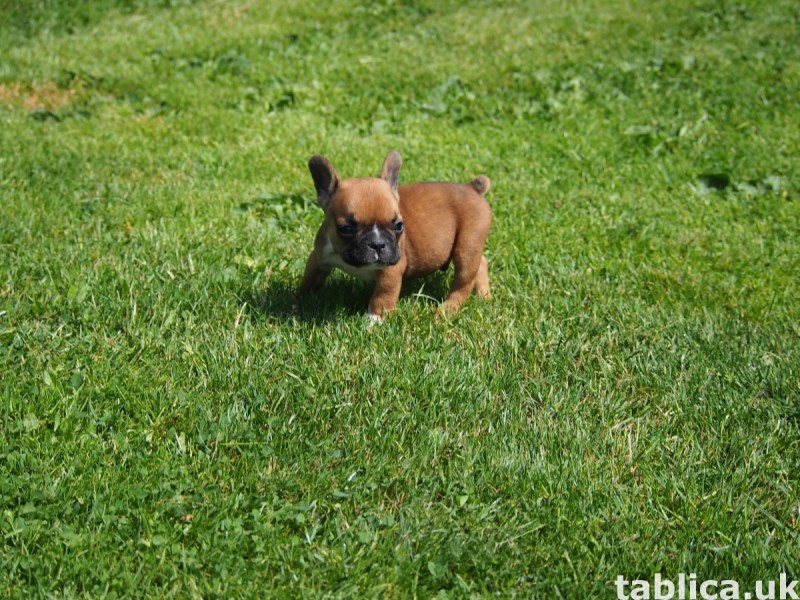 Buldog Francuski 2