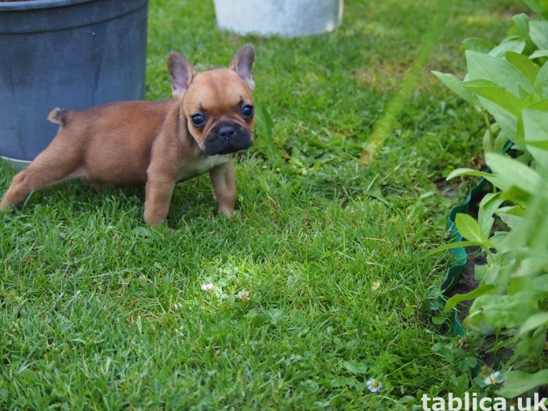 Buldog Francuski 3
