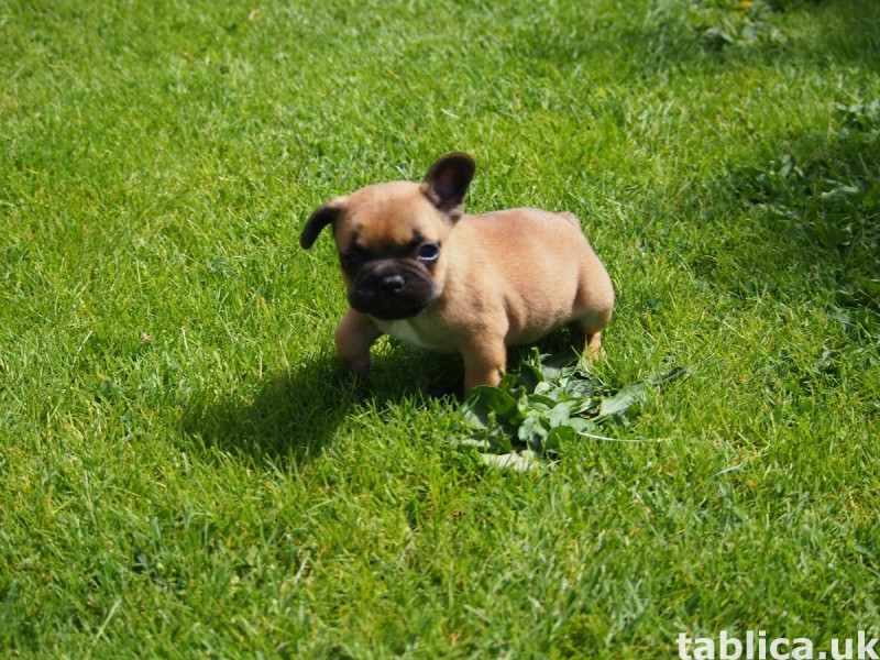 Buldog Francuski 4