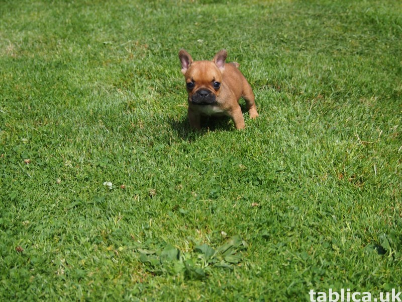 Buldog Francuski 5