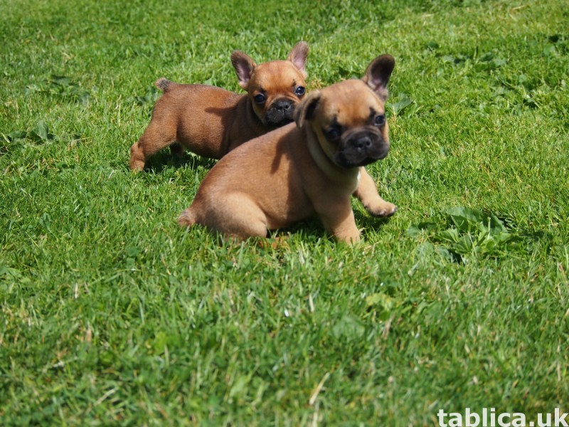 Buldog Francuski 6