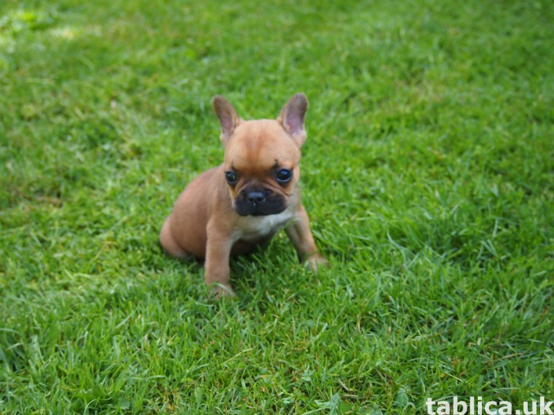 Buldog Francuski 7