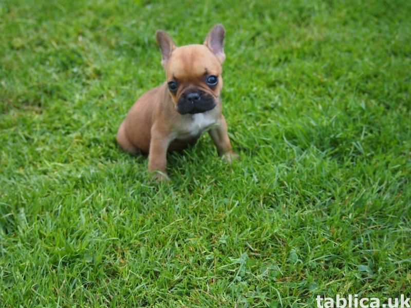 Buldog Francuski 8