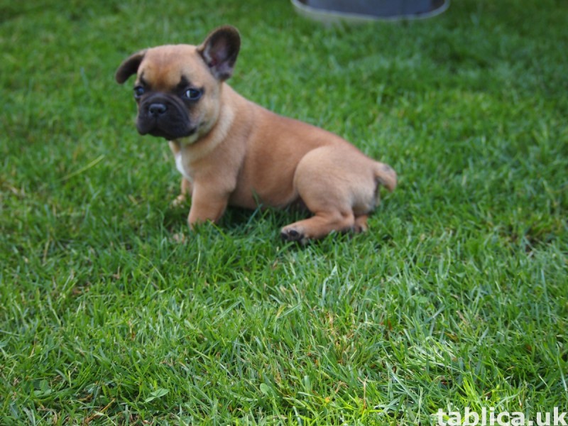 Buldog Francuski 9