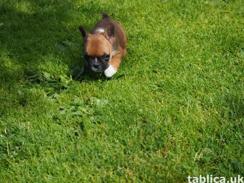 Buldog Francuski 10