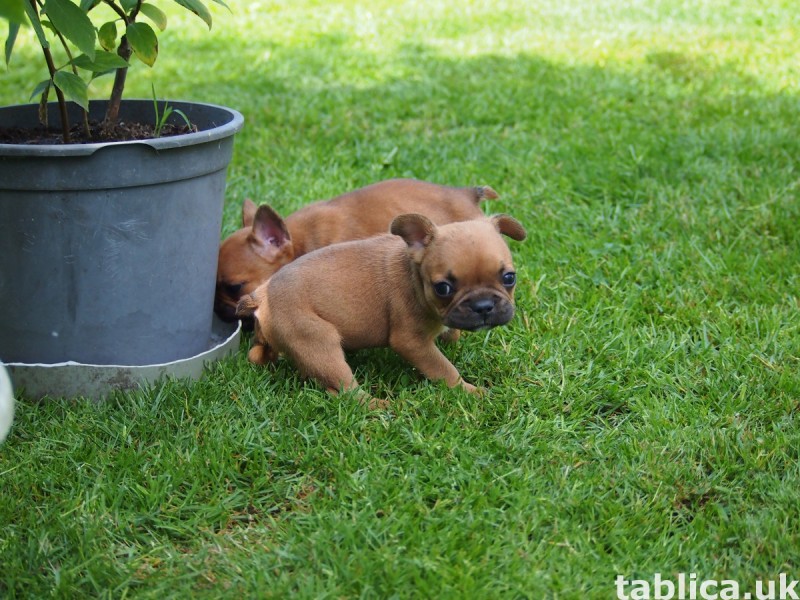 Buldog Francuski 11