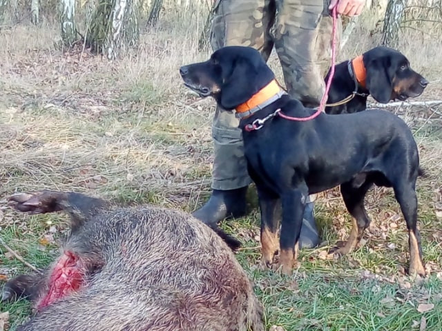 GOŃCZE POLSKIE reproduktory poluj. zapraszają na randkę 6