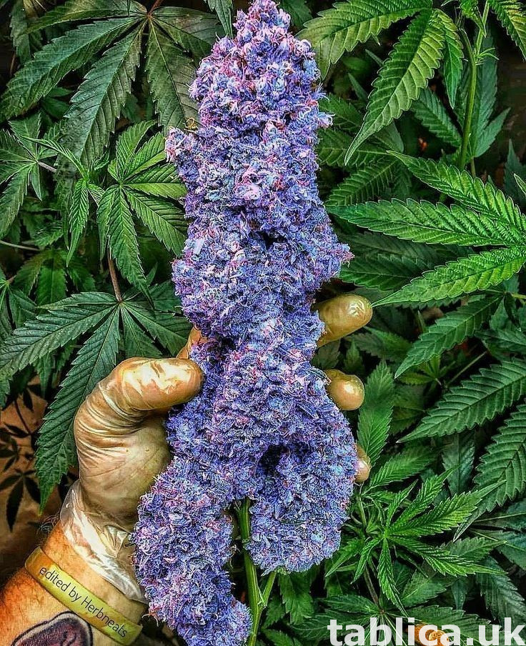 medyczny.. cocaine.. ketamin.. marijuana 3