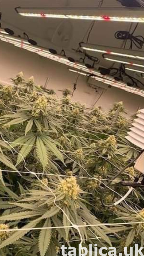 medyczny.. cocaine.. ketamin.. marijuana 5